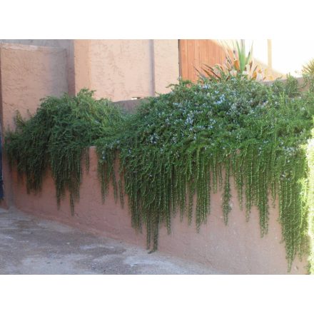 Rosmarinus officinalis Prostratus- kúszó rozmaring