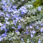 Rosmarinus officinalis Prostratus- kúszó rozmaring