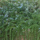Rosmarinus officinalis Prostratus- kúszó rozmaring