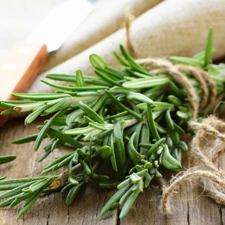 Rosmarinus officinalis Speedy - rozmaring