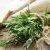 Rosmarinus officinalis Speedy - rozmaring