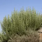 Rosmarinus officinalis Speedy - rozmaring