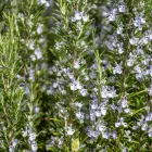 Rosmarinus officinalis Speedy - rozmaring