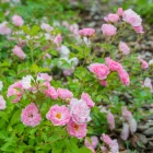 Rosa The Fairy - talajtakaró rózsa, rózsaszín