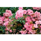 Rosa The Fairy - talajtakaró rózsa, rózsaszín