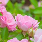 Rosa The Fairy - talajtakaró rózsa, rózsaszín