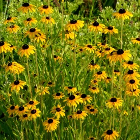 Rudbeckia fulgida var. deamii - pompás kúpvirág