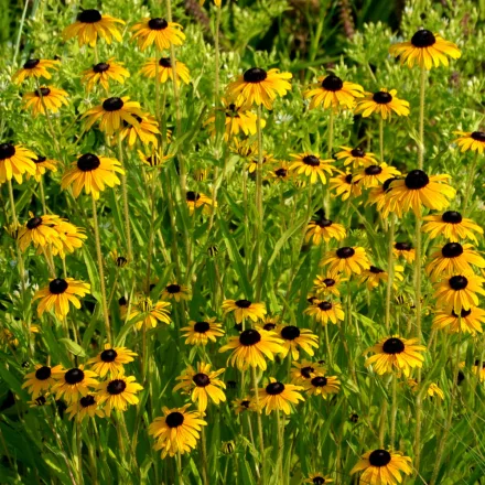 Rudbeckia fulgida var. deamii - pompás kúpvirág