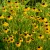 Rudbeckia fulgida var. deamii - pompás kúpvirág