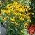 Rudbeckia fulgida Goldblitz - pompás kúpvirág