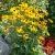 Rudbeckia fulgida Goldblitz - pompás kúpvirág