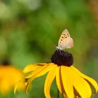 Rudbeckia fulgida Goldblitz - pompás kúpvirág