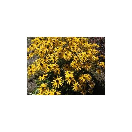 Rudbeckia fulgida Goldsturm- pompás kúpvirág