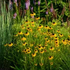 Rudbeckia fulgida Goldsturm - pompás kúpvirág CS9