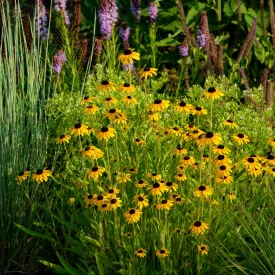 Rudbeckia fulgida Goldsturm - pompás kúpvirág CS9