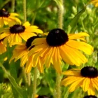 Rudbeckia fulgida Goldsturm - pompás kúpvirág CS9