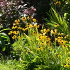 Rudbeckia fulgida Goldsturm - pompás kúpvirág CS9