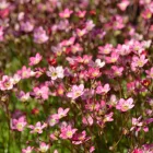 Saxifraga x arendsii Touran Deep Pink - mohalevelű kőtörőfű