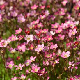   Saxifraga x arendsii Touran Deep Pink - mohalevelű kőtörőfű