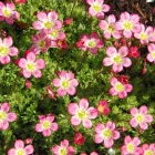 Saxifraga x arendsii Touran Deep Pink - mohalevelű kőtörőfű