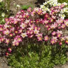 Saxifraga x arendsii Touran Deep Pink - mohalevelű kőtörőfű