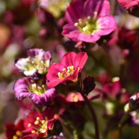 Saxifraga x arendsii Touran Deep Red - kőtörőfű
