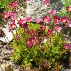Saxifraga x arendsii Touran Deep Red - kőtörőfű