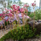 Saxifraga x arendsii Touran Deep Red - kőtörőfű