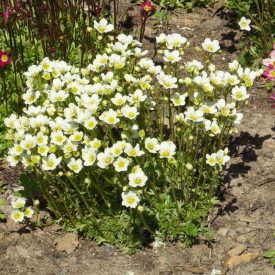 Saxifraga x arendsii White - mohalevelű kőtörőfű