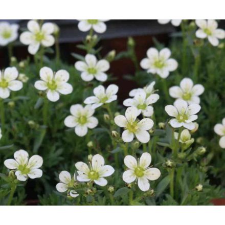 Saxifraga x arendsii White - mohalevelű kőtörőfű