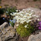 Saxifraga x arendsii White - mohalevelű kőtörőfű