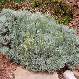 Santolina chamecyparissus - hamvas cipruska