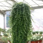 Satureja douglasii Indian Mint - indián menta