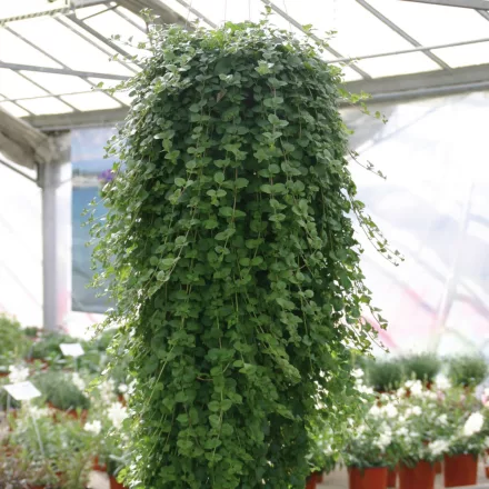 Satureja douglasii Indian Mint - indián menta