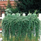 Satureja douglasii Indian Mint - indián menta