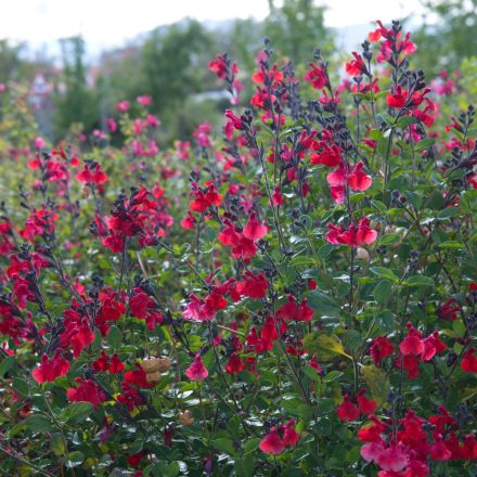 Salvia greggii Burgundy - őszi zsálya