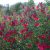 Salvia greggii Burgundy - őszi zsálya