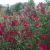 Salvia greggii Burgundy - őszi zsálya