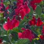 Salvia greggii Burgundy - őszi zsálya