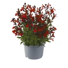 Salvia greggii Burgundy - őszi zsálya