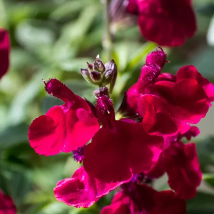 Salvia greggii Cherry Red - őszi zsálya