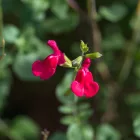 Salvia greggii Cherry Red - őszi zsálya