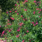 Salvia greggii Cherry Red - őszi zsálya