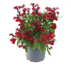Salvia greggii Cherry Red - őszi zsálya