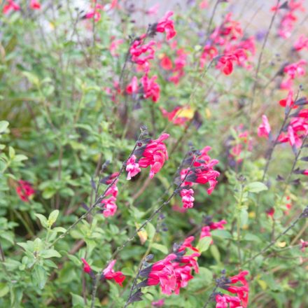 Salvia greggii Hot Pink - őszi zsálya