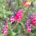 Salvia greggii Hot Pink - őszi zsálya