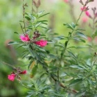 Salvia greggii Hot Pink - őszi zsálya