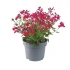Salvia greggii Hot Pink - őszi zsálya