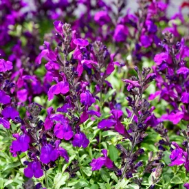 Salvia greggii Violet - őszi zsálya Violet