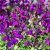 Salvia greggii Violet - őszi zsálya Violet